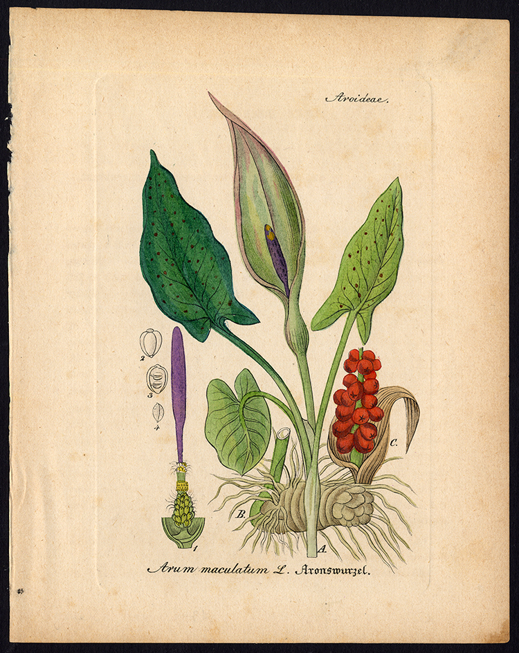 , Rare Antique Botanical Print-ARUM MACULATUM-COWS AND BULLS-Artus-Kirchner-1848, Pictura Antique Prints
