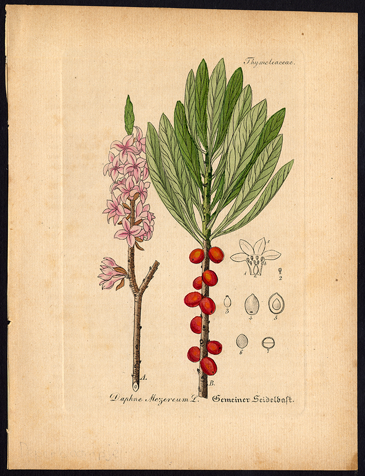 , Rare Antique Botanical Print-MEZEREON-DAPHNE MEZEREUM-Artus-Kirchner-1848, Pictura Antique Prints