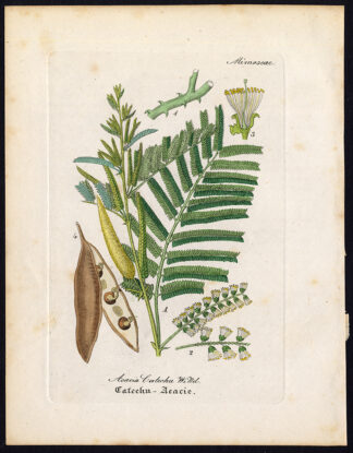 Rare Antique Botanical Print-ACACIA CATECHU-CACHOU-CUTCHTREE-Artus-Kirchner-1848