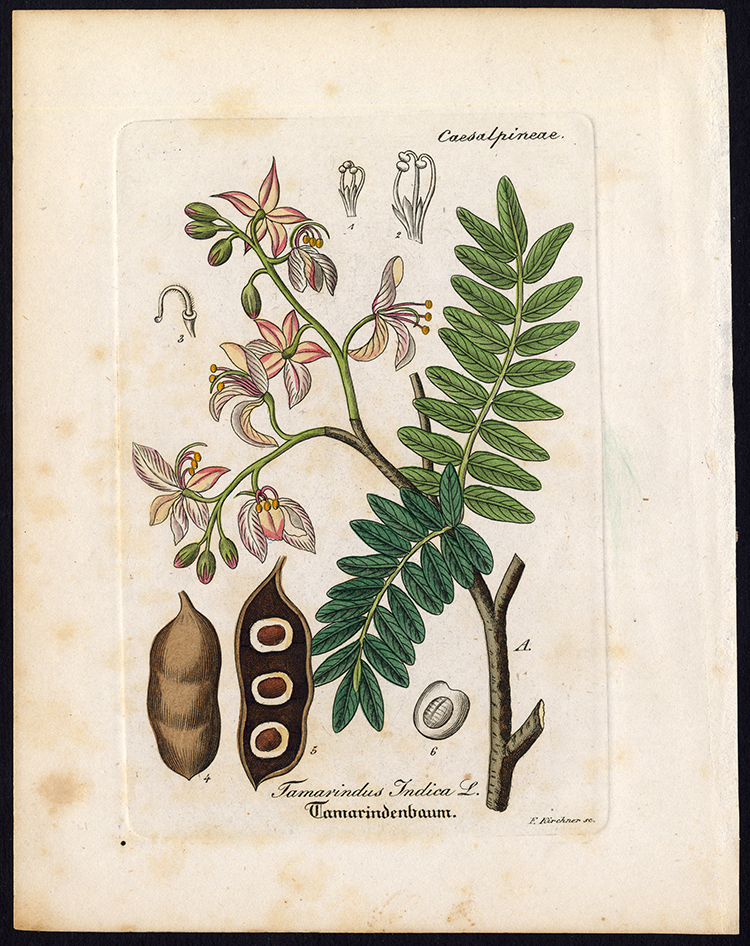 , Rare Antique Botanical Print-TAMARINDUS INDICA-Artus-Kirchner-1848, Pictura Antique Prints