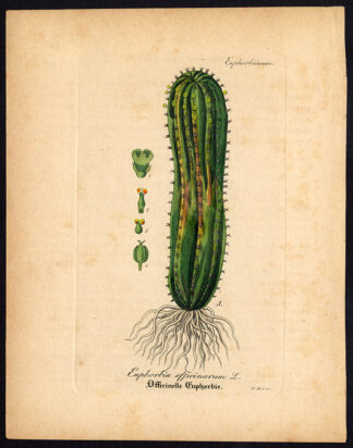 Rare Antique Botanical Print-EUPHORBIA OFFICINARUM-SPURGE-Artus-Kirchner-1848