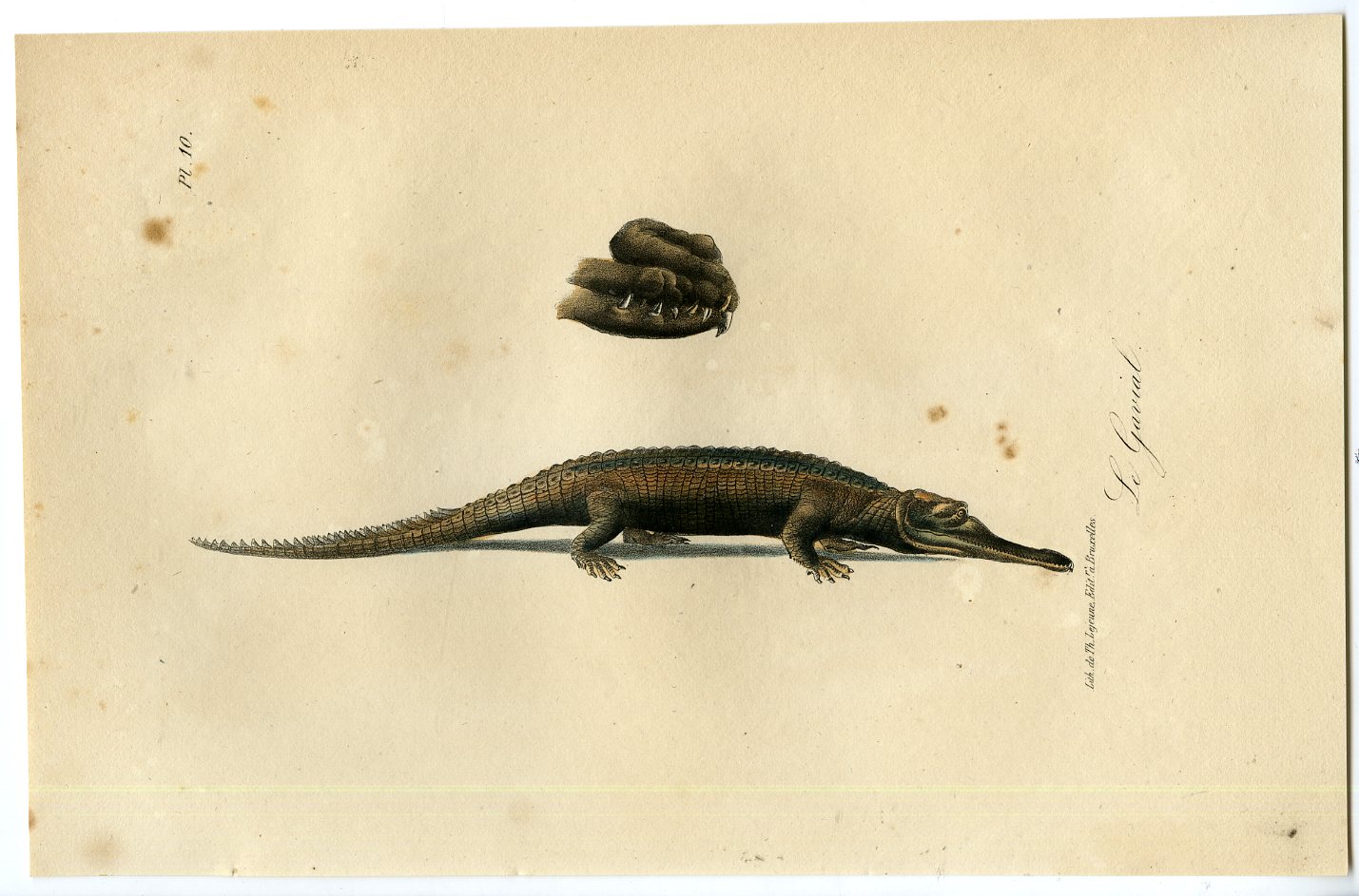 , Antique Print-CROCODILE-GHARIAL-Lejeune-Lacepede-1832, Pictura Antique Prints