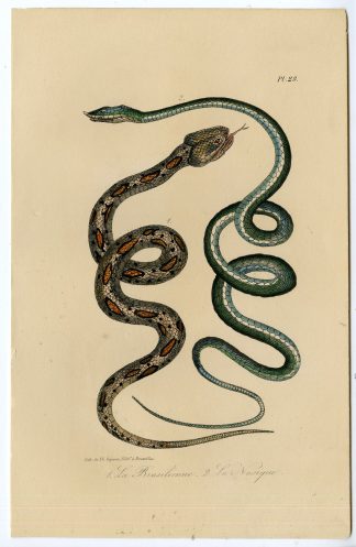 Antique Print-VINE SNAKE-BRAZILIAN-Lejeune-Lacepede-1832