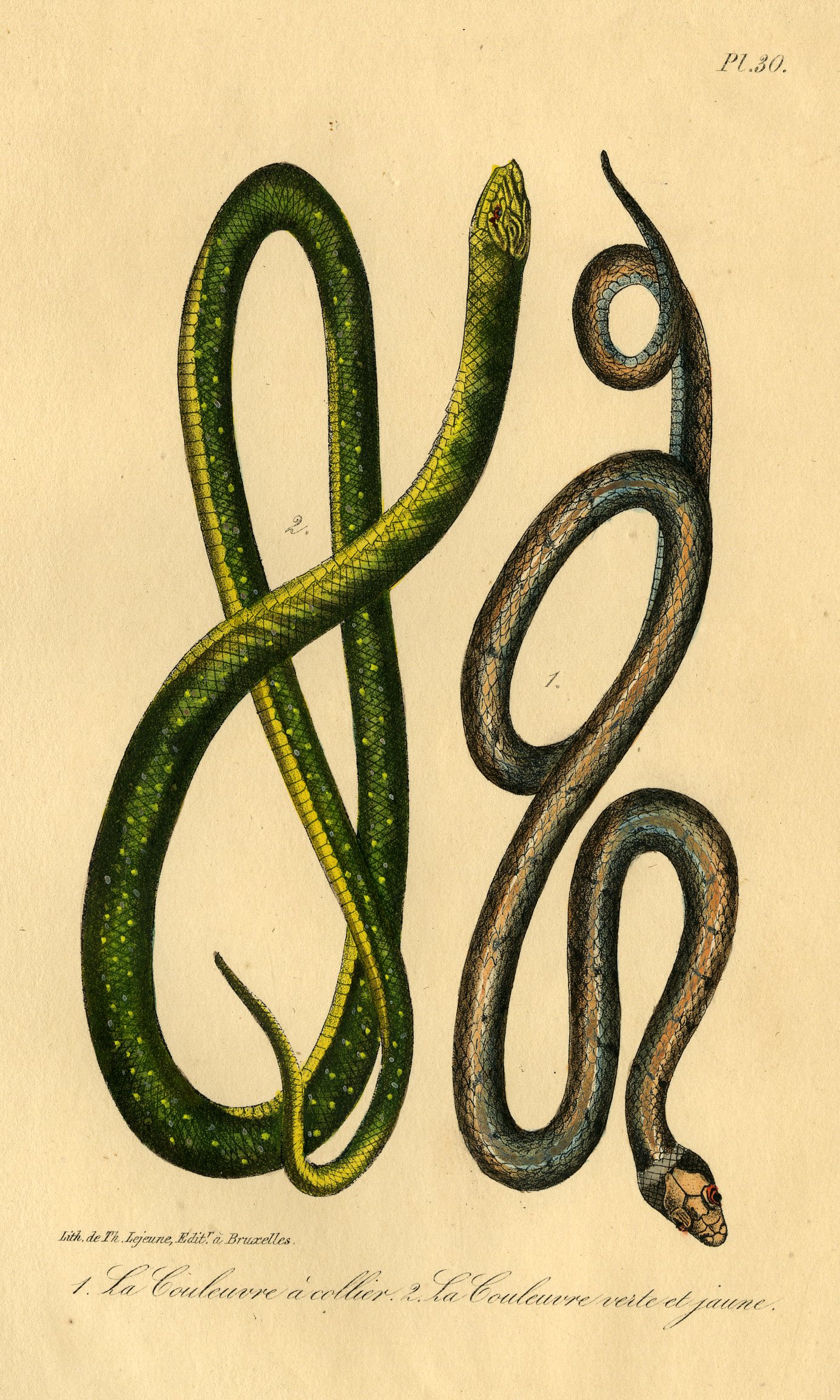 , Antique Print-GRASS SNAKE-RINGED-GREEN WHIP-WESTERN-Lejeune-Lacepede-1832, Pictura Antique Prints
