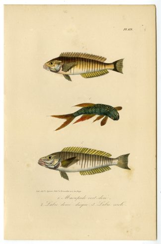 Antique Print-PARADISE FISH-WRASSE-LABRIDAE-Pl. 69-Lacepede-1832