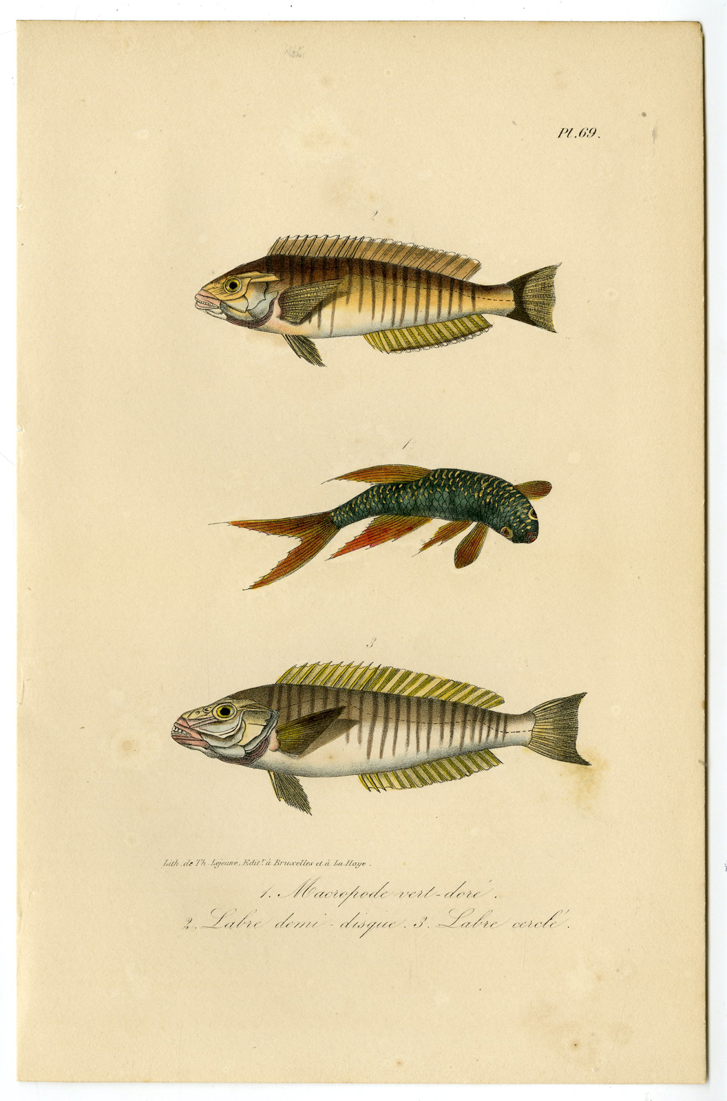 , Antique Print-PARADISE FISH-WRASSE-LABRIDAE-Pl. 69-Lacepede-1832, Pictura Antique Prints