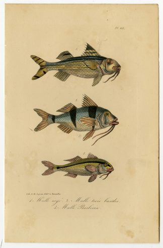 Antique Print-MULLUS-GOATFISH-Pl. 68-Lacepede-1832
