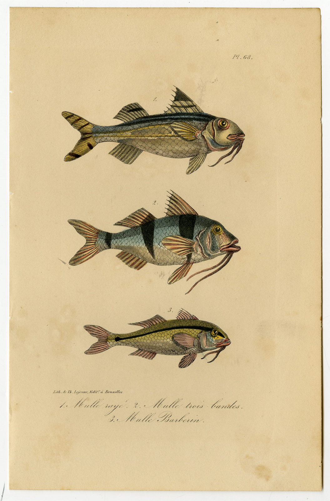 , Antique Print-MULLUS-GOATFISH-Pl. 68-Lacepede-1832, Pictura Antique Prints