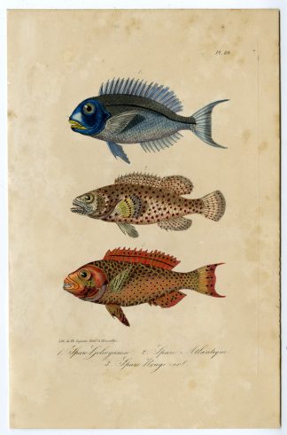 Antique Print-SEA BREAM-FISH-SPARIDAE-PORGY-Pl. 89-Lacepede-1832