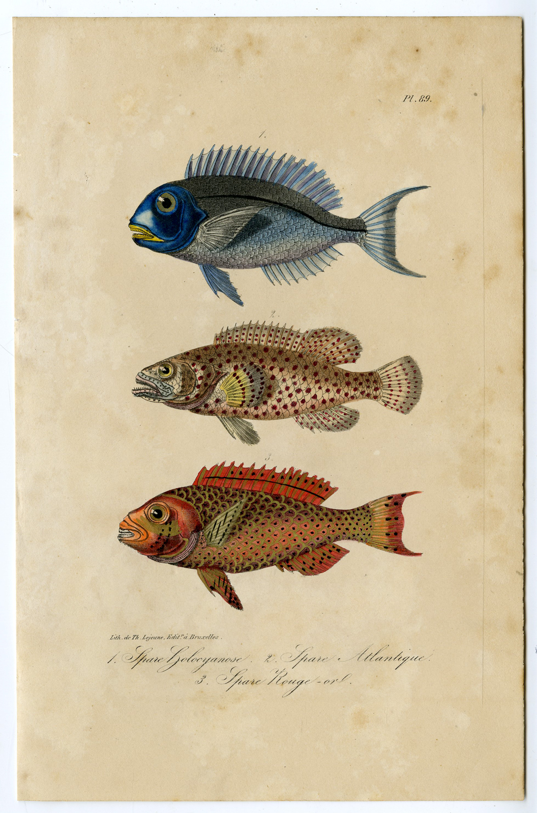 , Antique Print-SEA BREAM-FISH-SPARIDAE-PORGY-Pl. 89-Lacepede-1832, Pictura Antique Prints