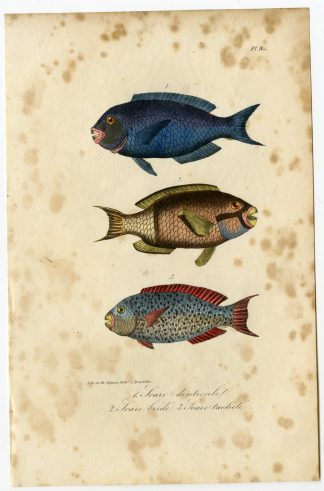 Antique Print-PARROTFISH-SCARUS-Pl. 85-Lacepede-1832