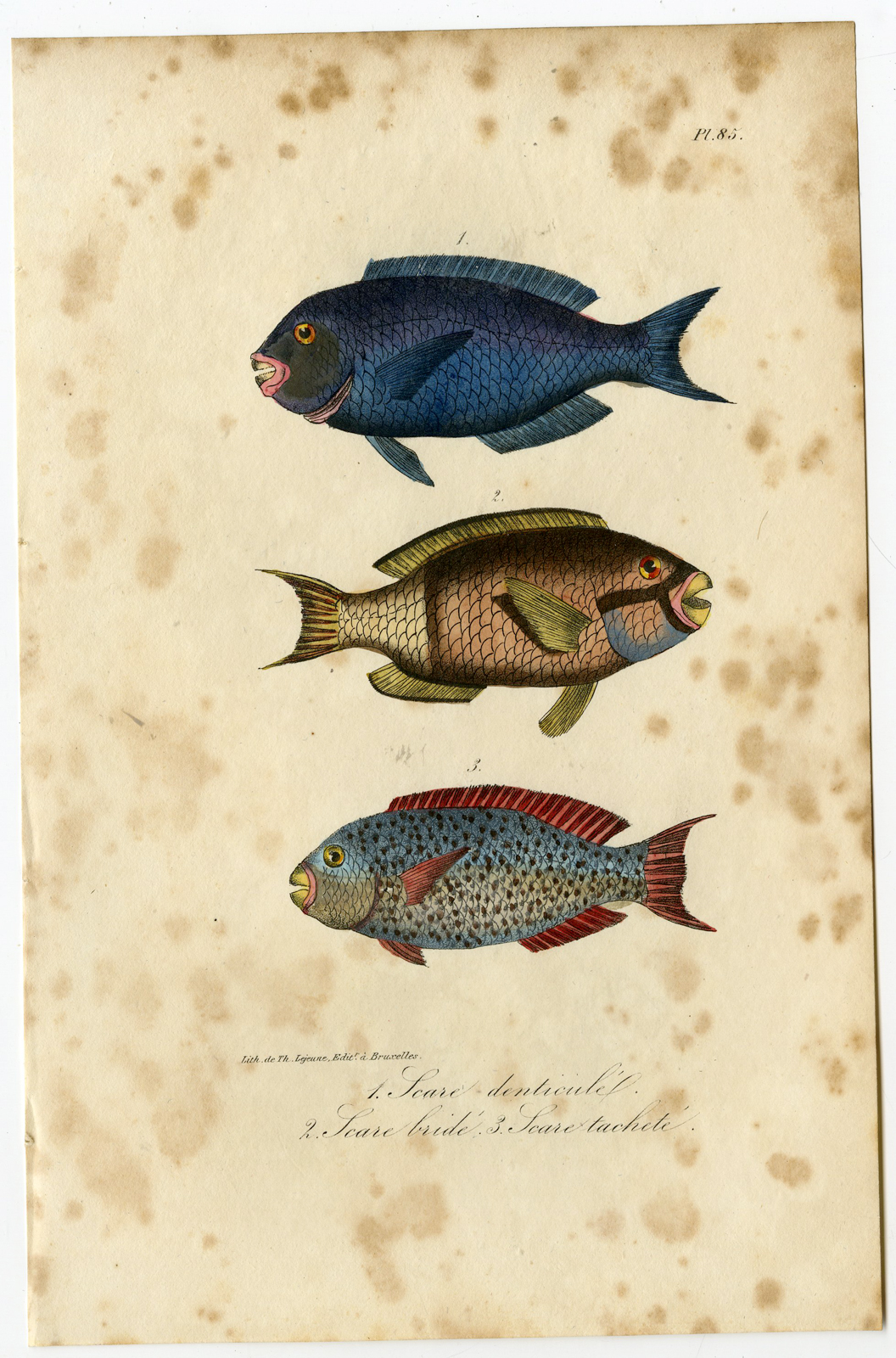 , Antique Print-PARROTFISH-SCARUS-Pl. 85-Lacepede-1832, Pictura Antique Prints