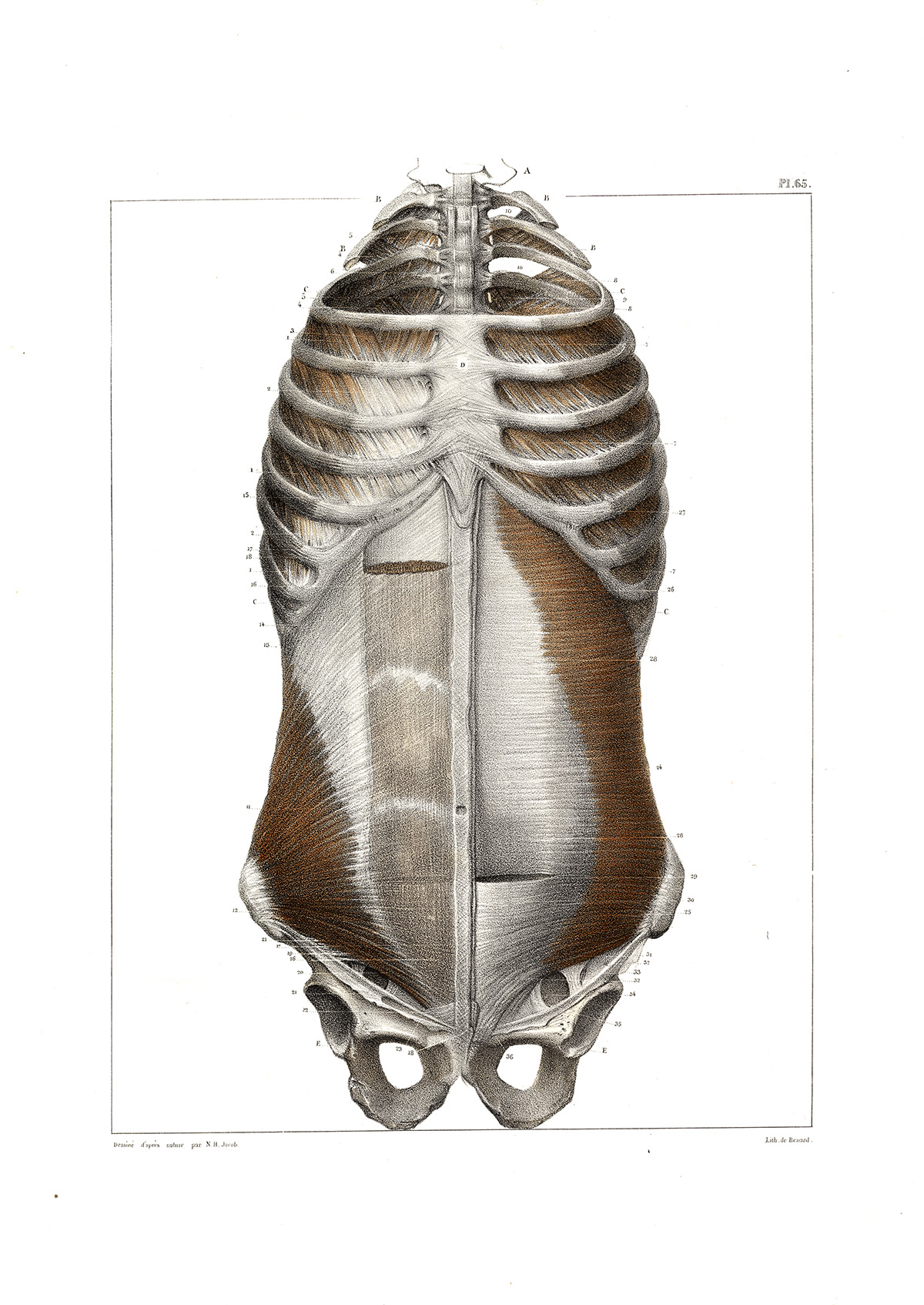 , Antique Anatomy Print-MYOLOGY-MUSCLES-TRUNK-SECOND LAYER-Pl. 65-Bourgery-1831, Pictura Antique Prints
