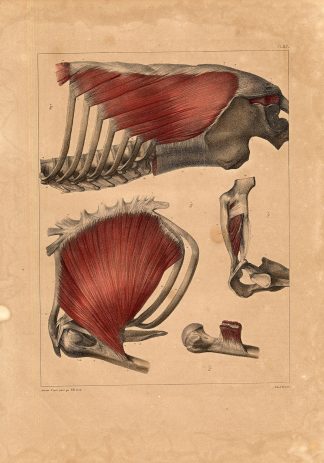 Antique Medical Anatomy Print-MYOLOGY-PECTORALIS MAJOR MUSCLE-P 67-Bourgery-1831