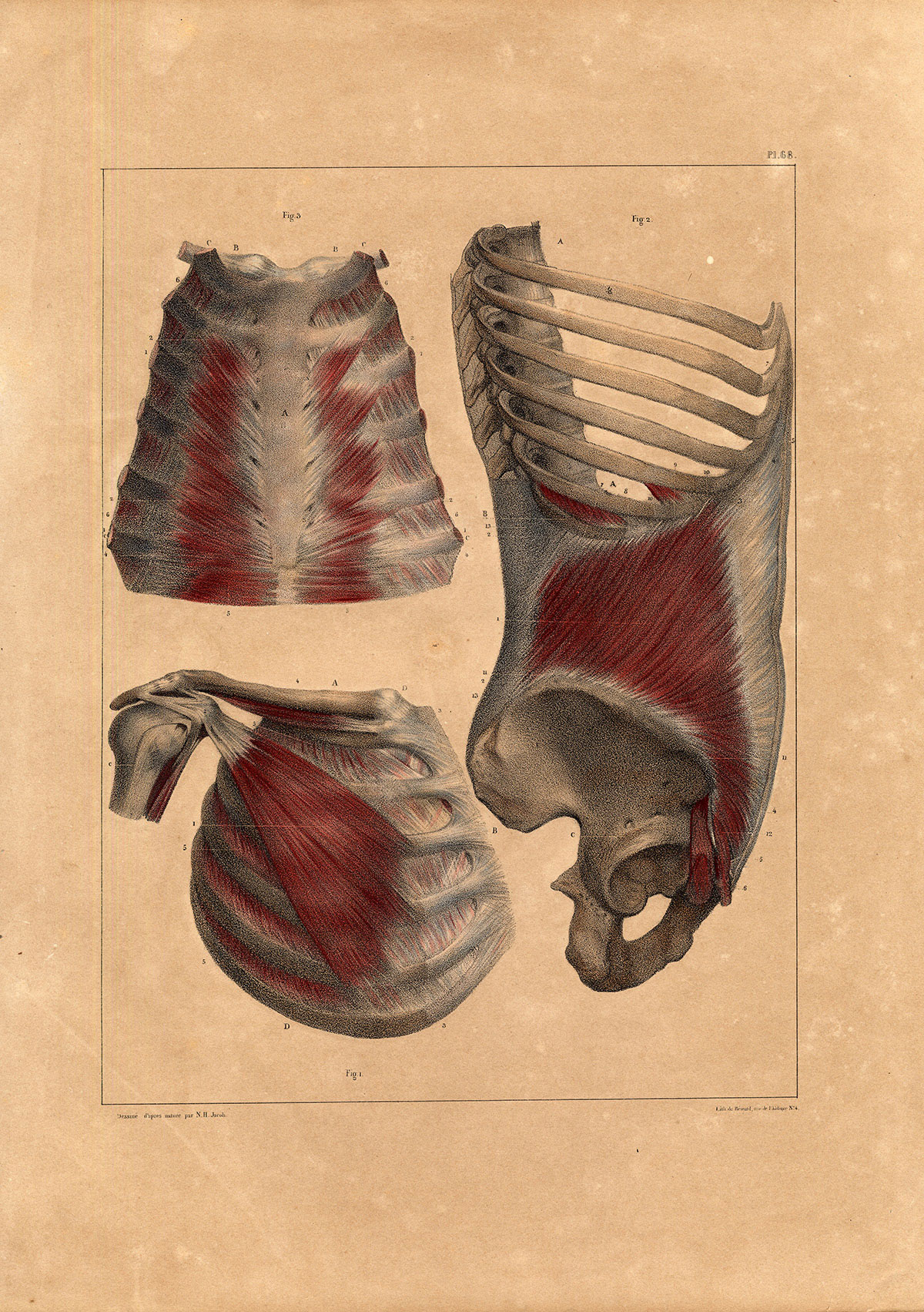 , Antique Anatomy Print-MYOLOGY-PECTORALIS MINOR MUSCLE-Pl. 68-Bourgery-1831, Pictura Antique Prints