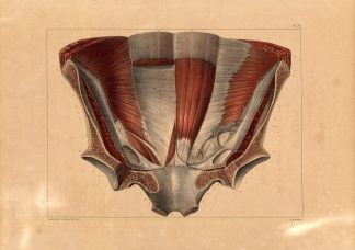 Antique Anatomy Print-INGUINAL CANAL-CREMASTER MUSCLE-Pl. 72-Bourgery-1831