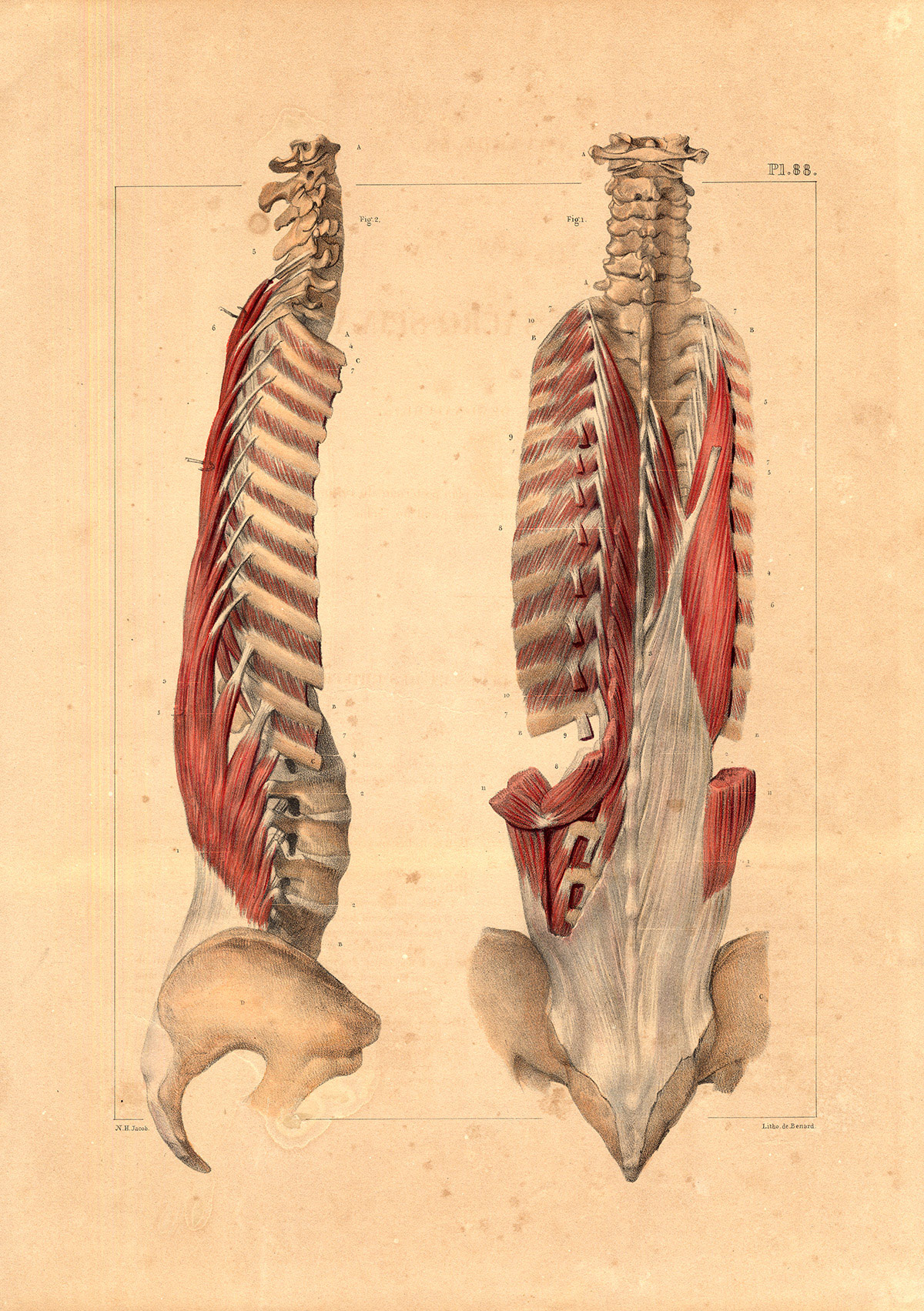, Antique Medical Anatomy Print-SACROSPINAL MUSCLES-SPINE-Pl. 88-Bourgery-1831, Pictura Antique Prints