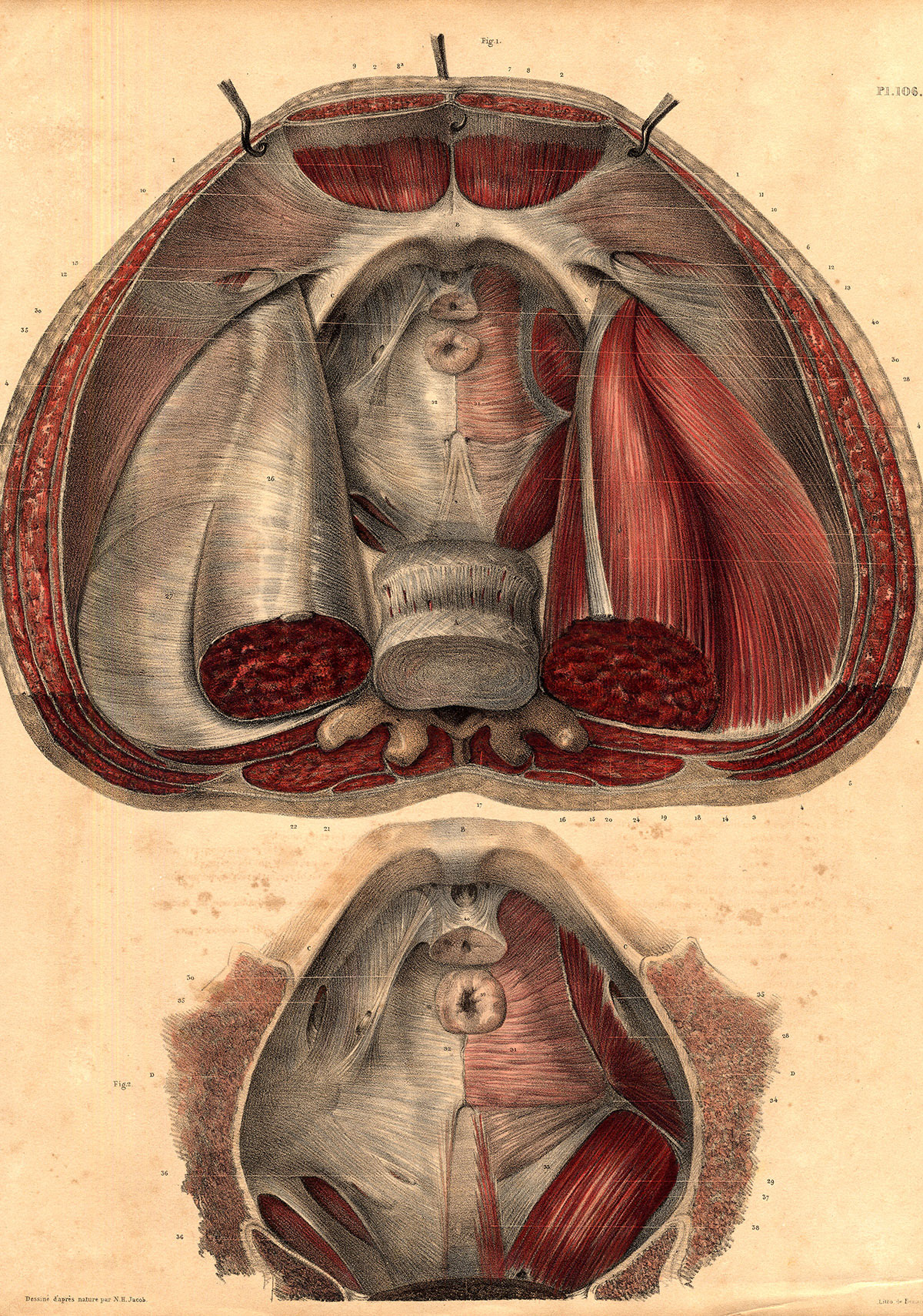 , Antique Medical Anatomy Print-MUSCLES-PELVIS-INSIDE VIEW-Pl. 106-Bourgery-1831, Pictura Antique Prints