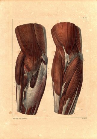 Antique Anatomy Print-MUSCLES-ARM-BICEPS-TRICEPS-RADIUS-Pl. 114-Bourgery-1831