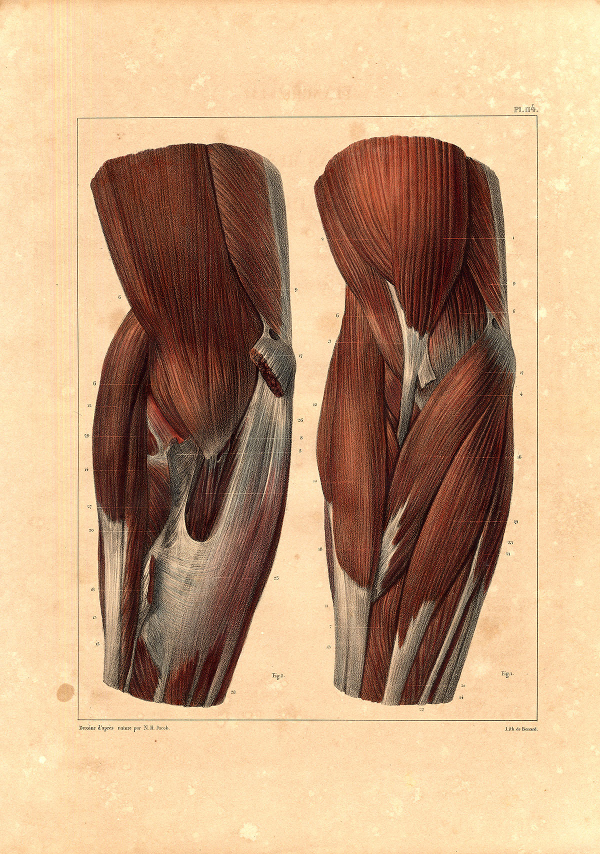 Ab1924 416x592 Antique Anatomy Print-MUSCLES-ARM-BICEPS-TRICEPS-RADIUS-Pl. 114-Bourgery-1831