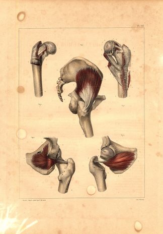 Antique Anatomy Print-PELVIC FEMORAL MUSCLES-OBTURATOR-Pl. 126-Bourgery-1831