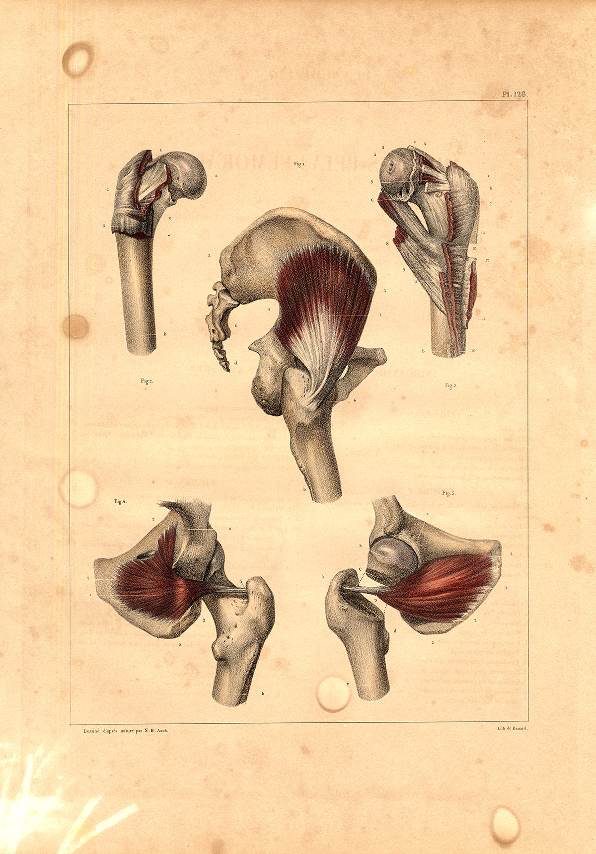 , Antique Anatomy Print-PELVIC FEMORAL MUSCLES-OBTURATOR-Pl. 126-Bourgery-1831, Pictura Antique Prints