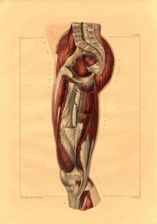 Antique Medical Anatomy Print-MUSCLES-THIGH-SECOND LAYER-Pl. 133-Bourgery-1831