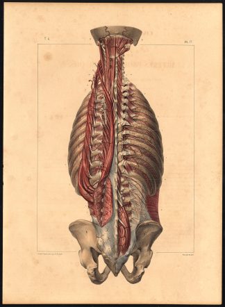 Original Anatomy Print-DEEP ARTERY-BACK-SPINE-HIPS-Pl. 17-Bourgery-1831