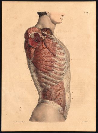Original Anatomy Print-ARTERY-ENSEMBLE-OVERVIEW-Pl. 19-Bourgery-1831