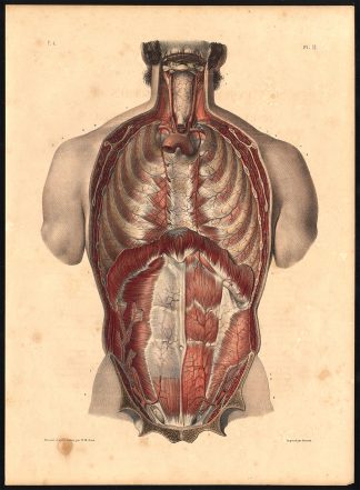 Original Anatomy Print-TRUNK-FRONT-WALL-ARTERY-Pl. 21-Bourgery-1831