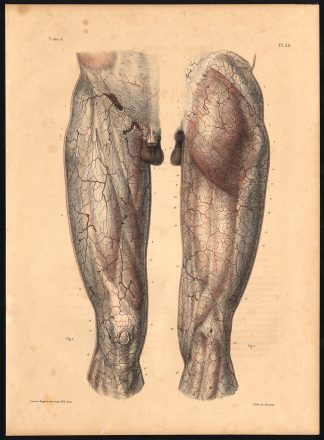 Original Anatomy Print-SUBCUTANEOUS-ARTERY-THIGH-LEG-KNEE-Pl. 39-Bourgery-1831