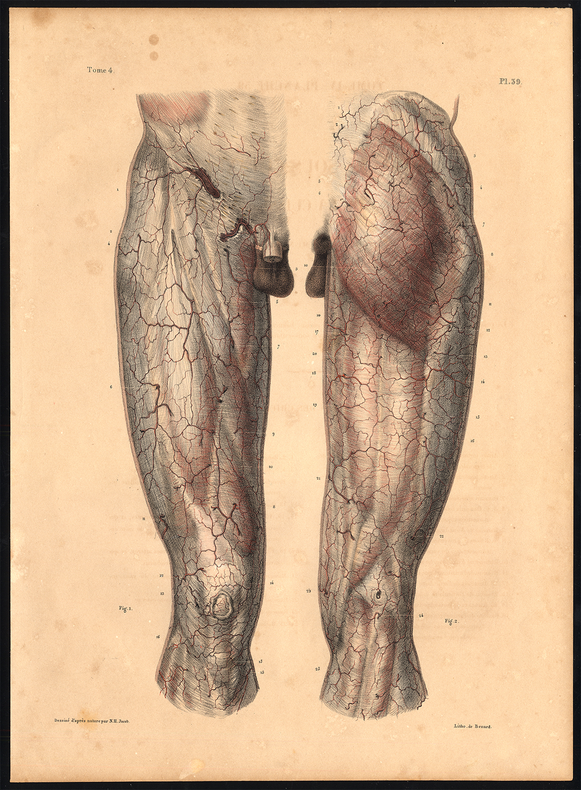 , Original Anatomy Print-SUBCUTANEOUS-ARTERY-THIGH-LEG-KNEE-Pl. 39-Bourgery-1831, Pictura Antique Prints