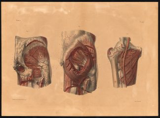 Original Anatomy Print-ARTERY-UPPER LEG-THIGH-Pl. 40-Bourgery-1831