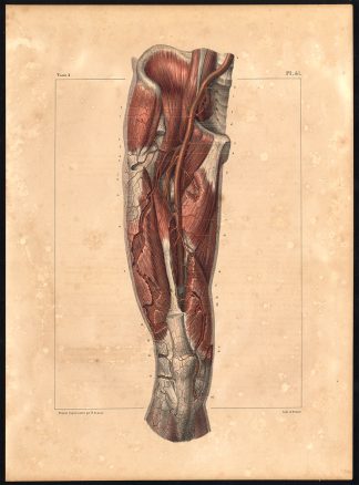 Original Anatomy Print-ARTERY-THIGH-FRONT-Pl. 41-Bourgery-1831