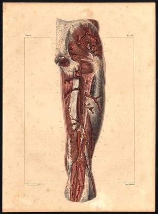 Original Anatomy Print-ARTERY-THIGH-REAR-Pl. 42-Bourgery-1831