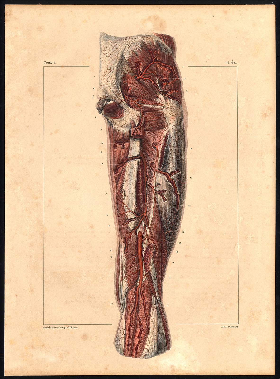 , Original Anatomy Print-ARTERY-THIGH-REAR-Pl. 42-Bourgery-1831, Pictura Antique Prints