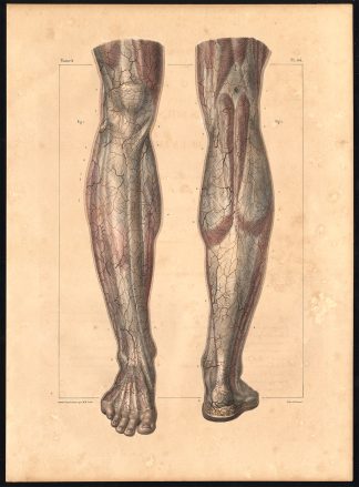 Original Anatomy Print-SUBCUTANEOUS-LEG-ARTERY-Pl. 44-Bourgery-1831