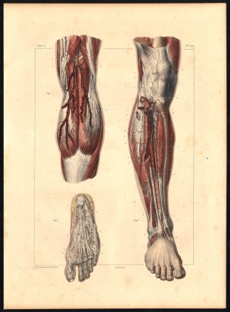 Original Anatomy Print-ARTERY-LEG-FOOT-Pl. 45-Bourgery-1831
