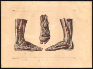 Original Anatomy Print-ARTERY-FOOT-LEG-Pl. 49-Bourgery-1831