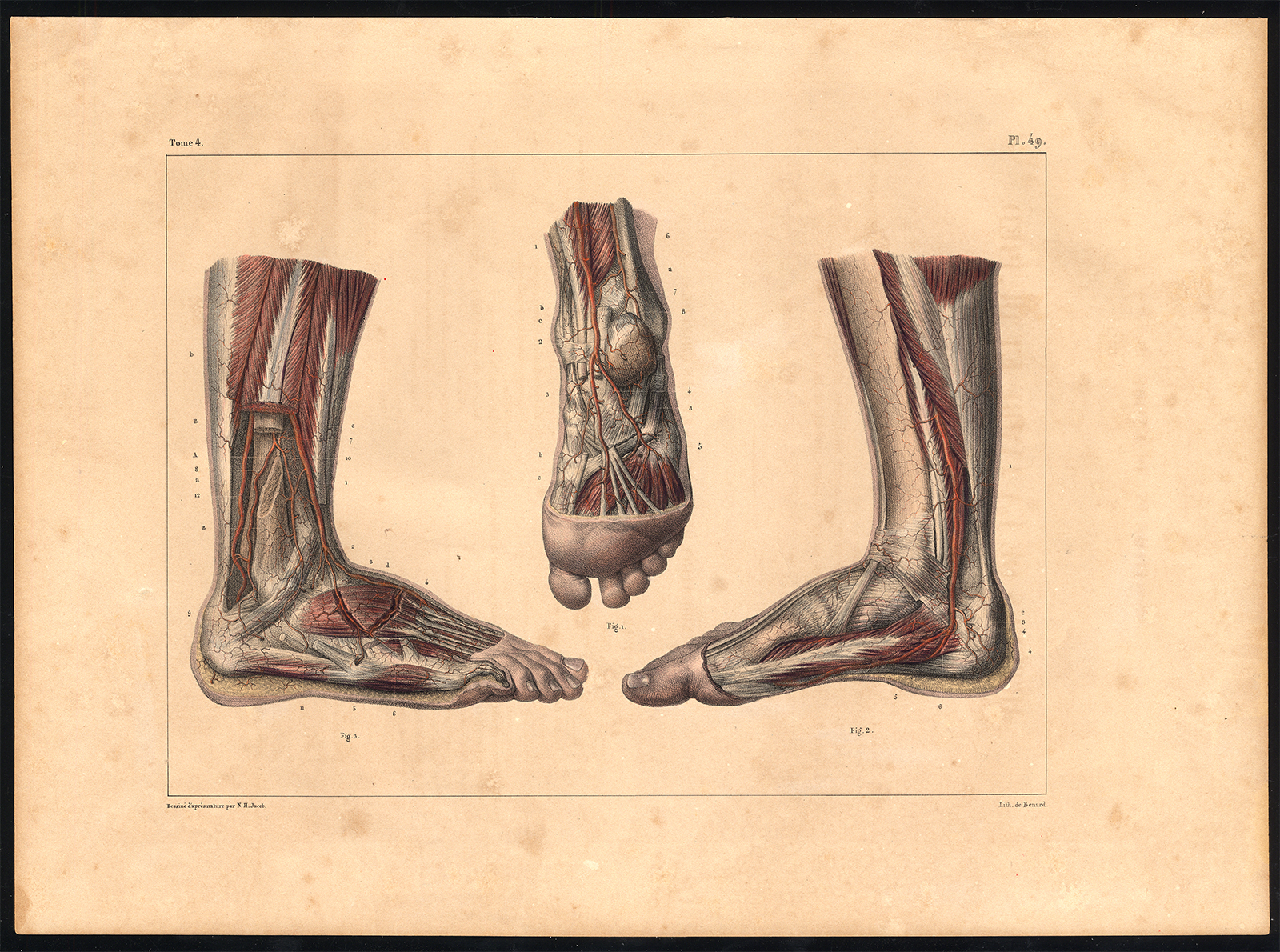 , Original Anatomy Print-ARTERY-FOOT-LEG-Pl. 49-Bourgery-1831, Pictura Antique Prints