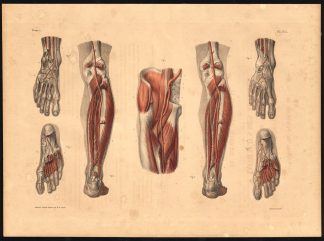 Original Anatomy Print-ARTERY-LEG-FOOT-ANOMALY-Pl. 50-Bourgery-1831
