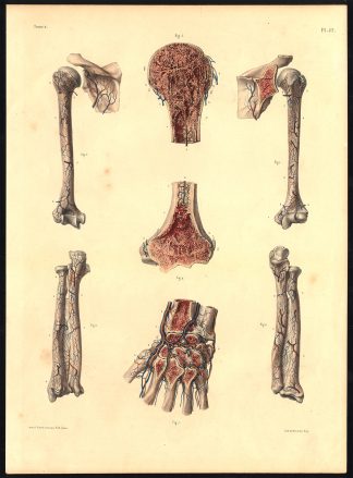 Original Anatomy Print-BLOOD VESSEL-HUMERUS-ULNA-RADIUS-Pl. 52-Bourgery-1831