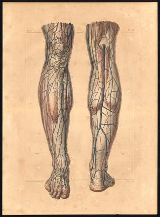 Original Anatomy Print-VEIN-SUPERFICIAL-LEG-Pl. 55-Bourgery-1831