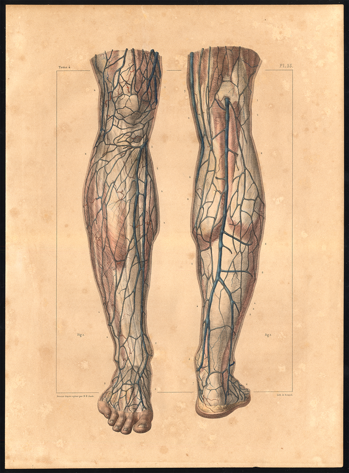 , Original Anatomy Print-VEIN-SUPERFICIAL-LEG-Pl. 55-Bourgery-1831, Pictura Antique Prints