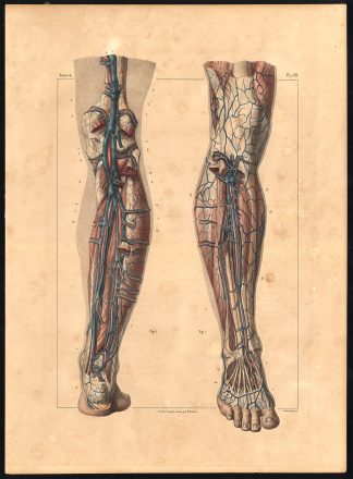 Original Anatomy Print-ARTERY-DEEP VEIN-LEG-Pl. 58-Bourgery-1831