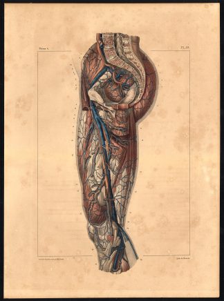 Original Anatomy Print-DEEP VEIN-ARTERY-THIGH-LEG-HIP-Pl. 59-Bourgery-1831