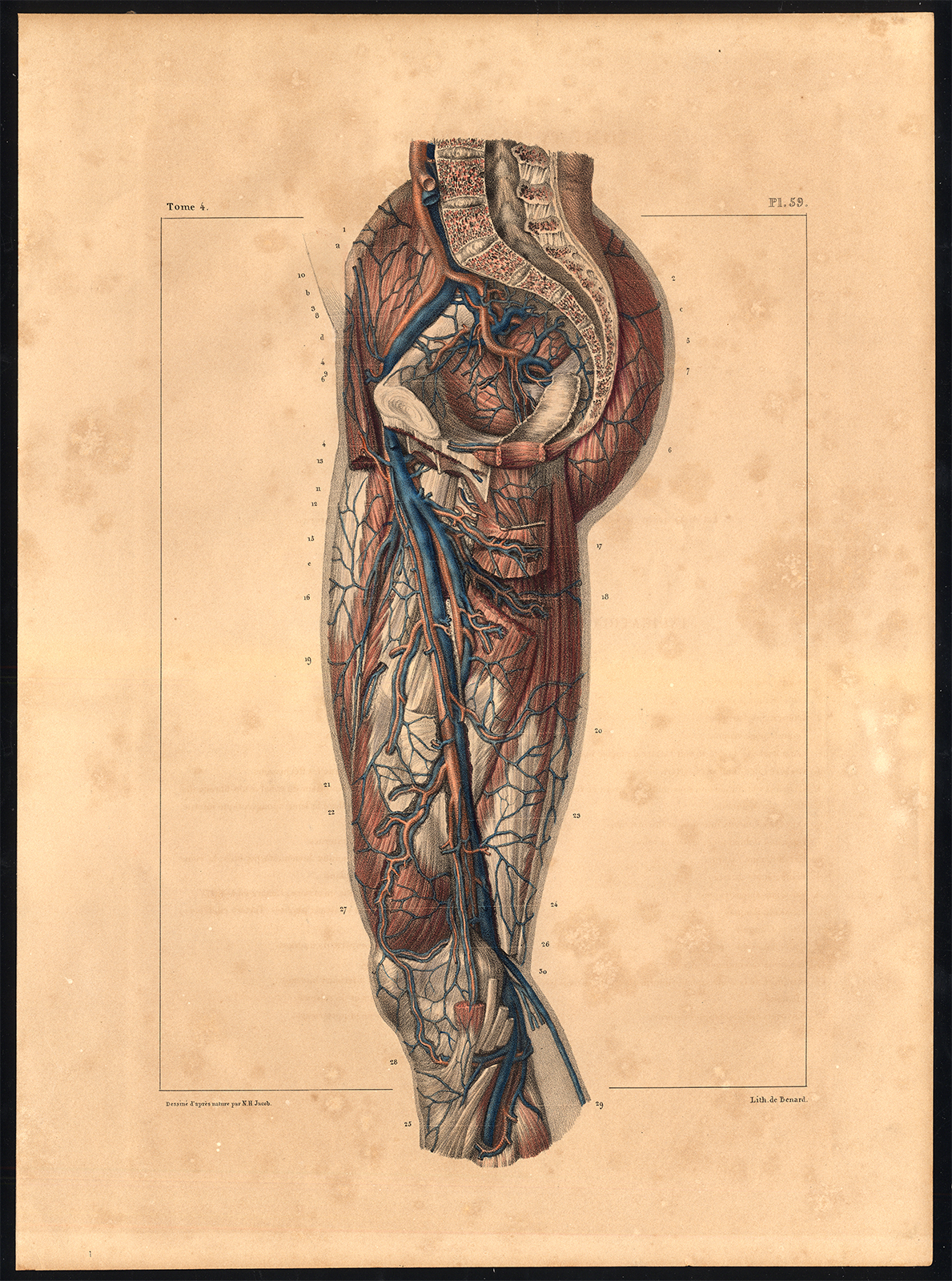 Ab3405 416x560 Original Anatomy Print-DEEP VEIN-ARTERY-THIGH-LEG-HIP-Pl. 59-Bourgery-1831