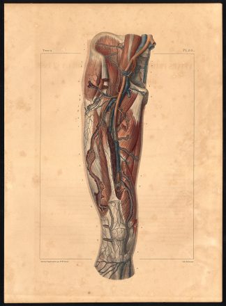 Original Anatomy Print-DEEP VEIN-ARTERY-THIGH-LEG-Pl. 60-Bourgery-1831
