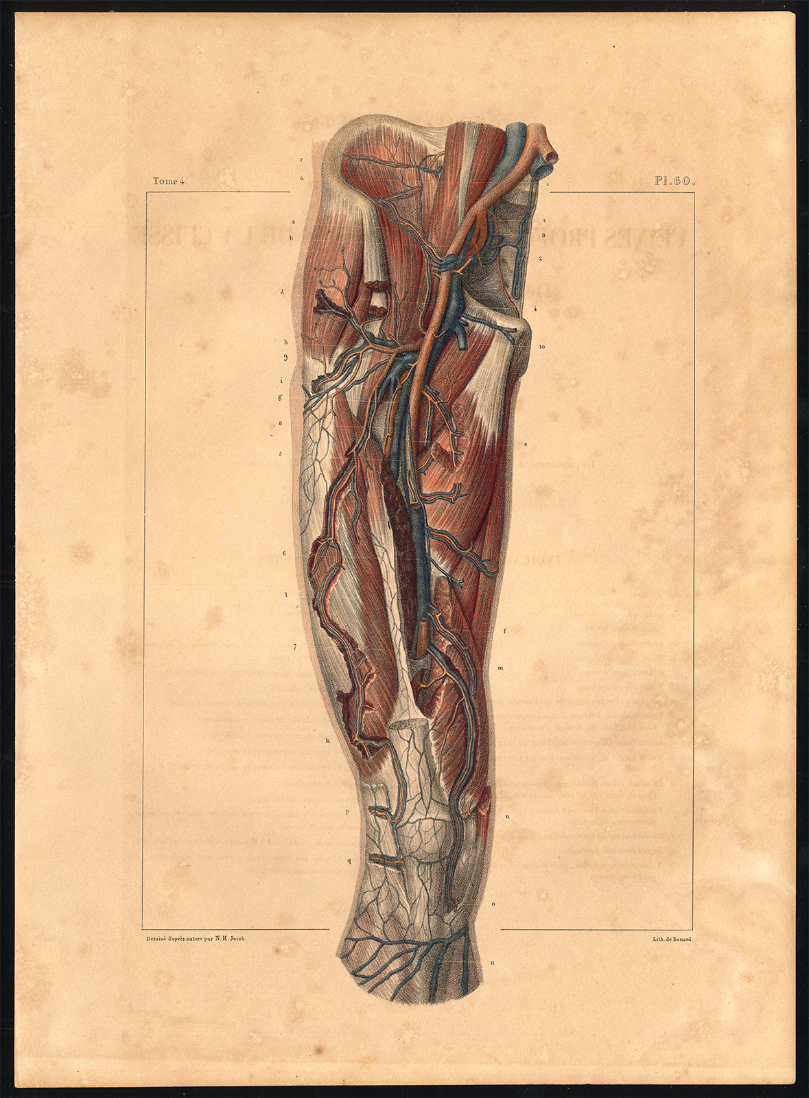 , Original Anatomy Print-DEEP VEIN-ARTERY-THIGH-LEG-Pl. 60-Bourgery-1831, Pictura Antique Prints