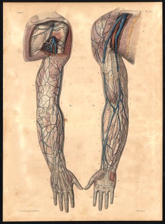 Original Anatomy Print-SUPERFICIAL VEIN-THORACIC MEMBRANE-Pl. 61-Bourgery-1831